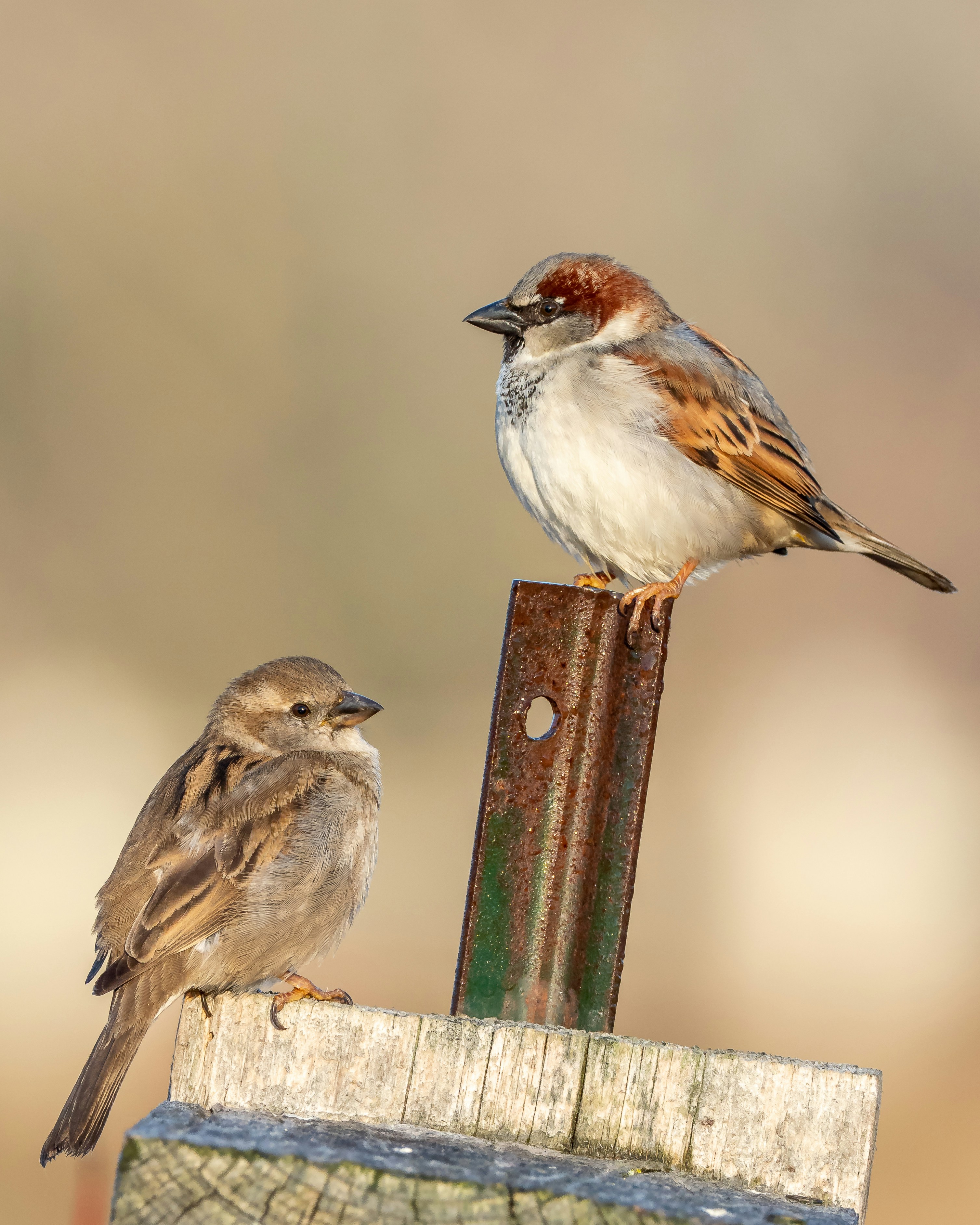 Sparrows in an urban environment